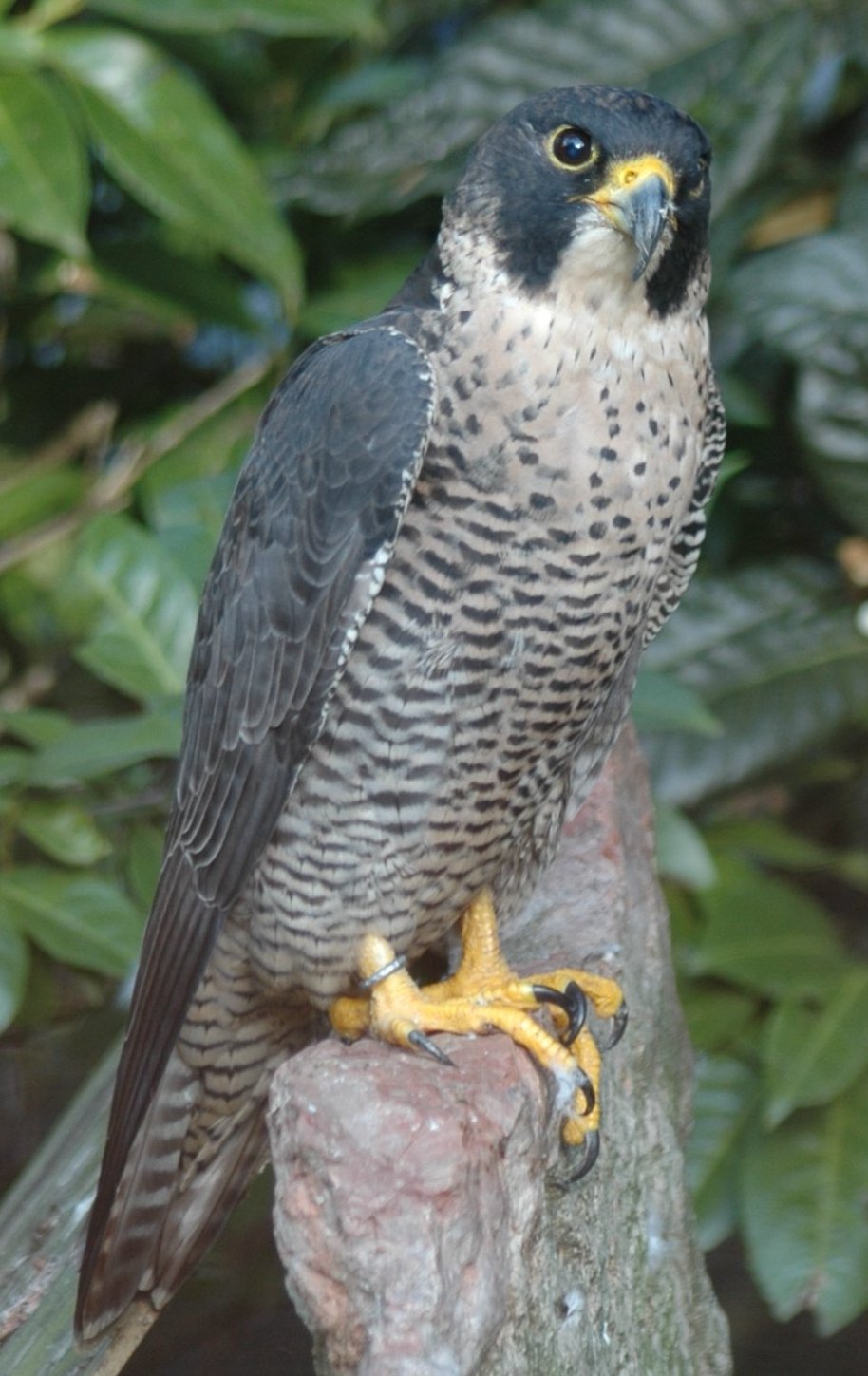 Il Falco Pellegrino Falco Peregrinus Parco Naturale Regionale Del Beigua
