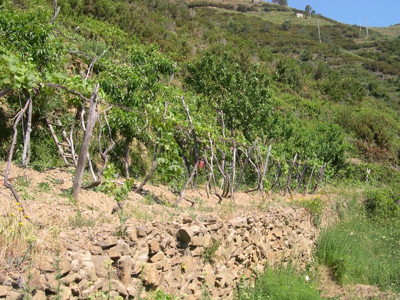 Il Parco Delle Cinque Terre Fornisce I Sassi Per Il Ripristino Dei