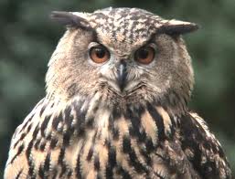 Presenza Del Gufo Reale Bubo Bubo Parco Nazionale D Abruzzo Lazio E Molise