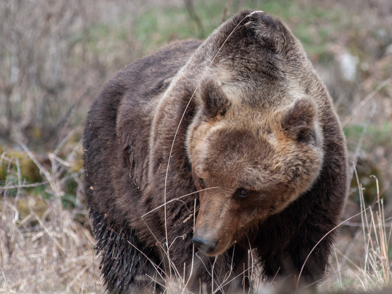 L'orso Juan Carrito morto investito da un'auto, Sammuri: “la natura non  conosce confini” | Federparchi